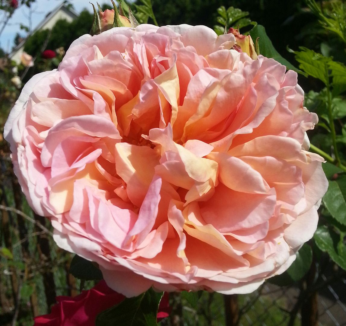  photo 20140704_102716-1_zpsqenazlpt.jpg